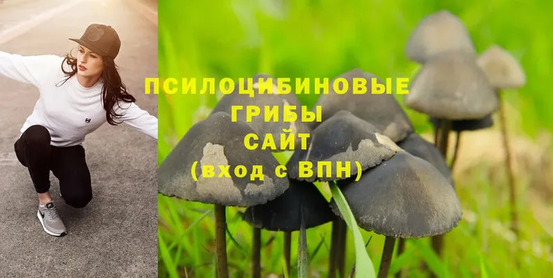 купить наркотик  Курган  Псилоцибиновые грибы Magic Shrooms 